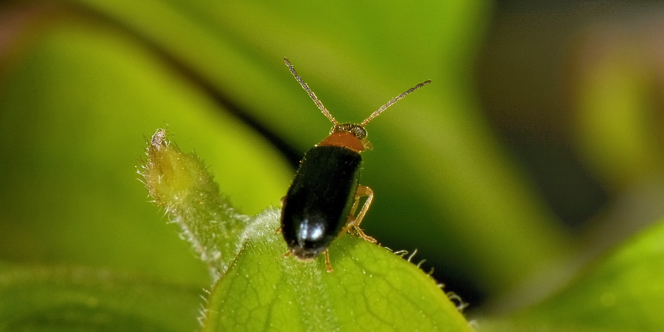 Melandryidae? S, Conopalpus brevicollis (vs, Chrysomelidae: Luperus/Calomicrus sp.).